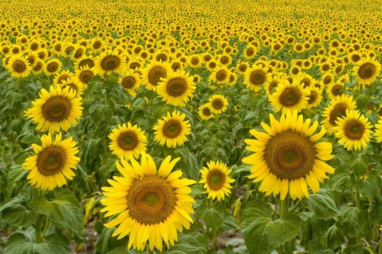 家パチ・家スロ購入比較